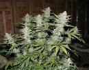 super weed