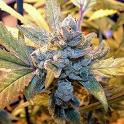 blue cheddar