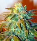 potent bud