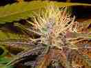 indica