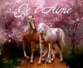 Je t'aime