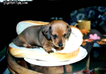 Hot Dog