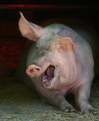 Retarded pig
