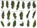 weed