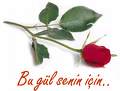 Bu Gül Senin için