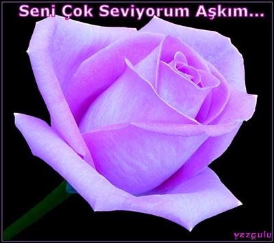 Pembe GüL
