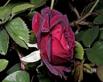 Take time to smell the roses