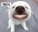 Smilling Dog Hello