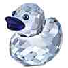 blue duck