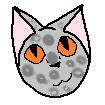 Grey+ Cat