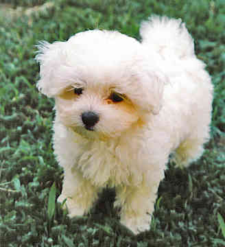 Maltese