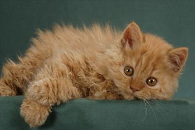Selkirk Rex