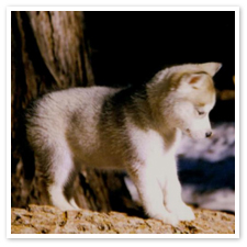 Husky