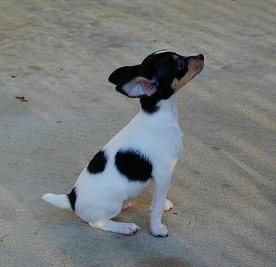 Toy Fox Terrier