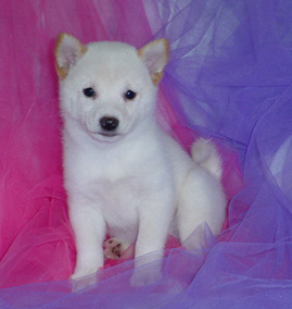 Shiba Inu