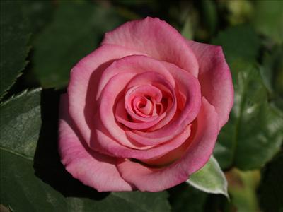 roses 3