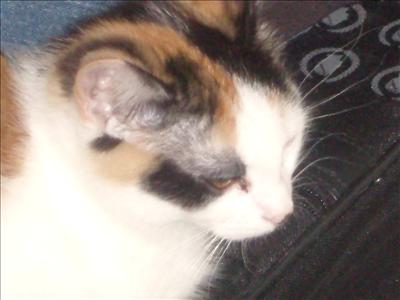 Kitten