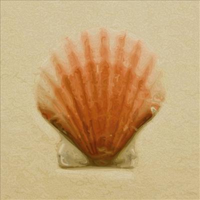 clam shell