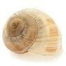 snail shell