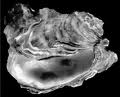 oyster