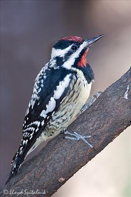 Yellow-bellied sap sucker