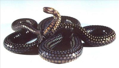 Snake at Fred's
