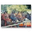 string of poloponies