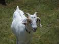 Billy the Goat