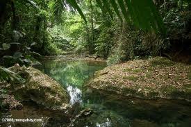 Forest River
