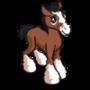 Asil Foal