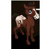 Appaloosa Foal