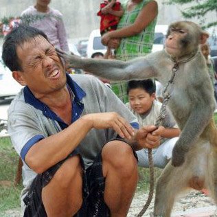 Monkey Kafa