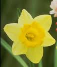 Daffodils