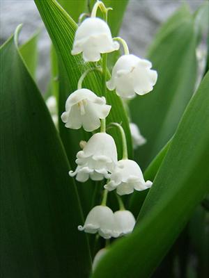 Lilly Of The Valley