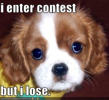 cute puppy
