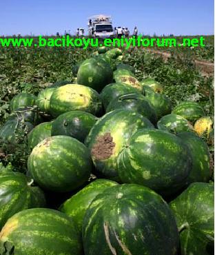 Bacı Karpuzu