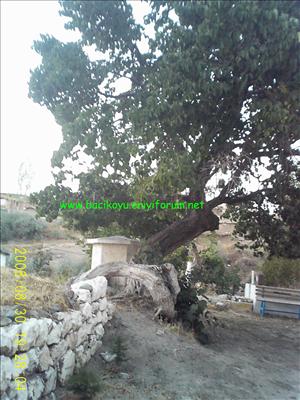 Dut Ağacı ve Şadırvan