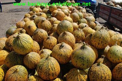 Bacı Kavunu
