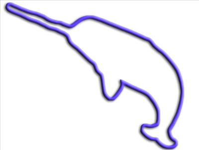 Narwhal