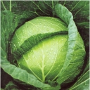 Kubis