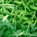 Kangkung