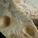 Nangka Muda