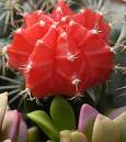 Red Cactus