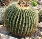 Round Cactus
