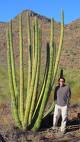 Monster Cactus