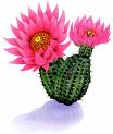 Flowering Cactus