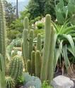 Plain Cactus