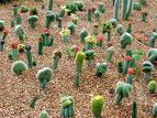 Mini Cactus