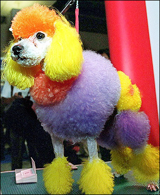 caniche de concours