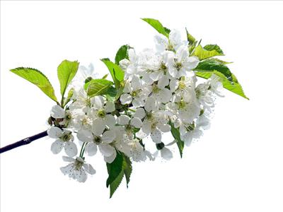 Cherry Blossom